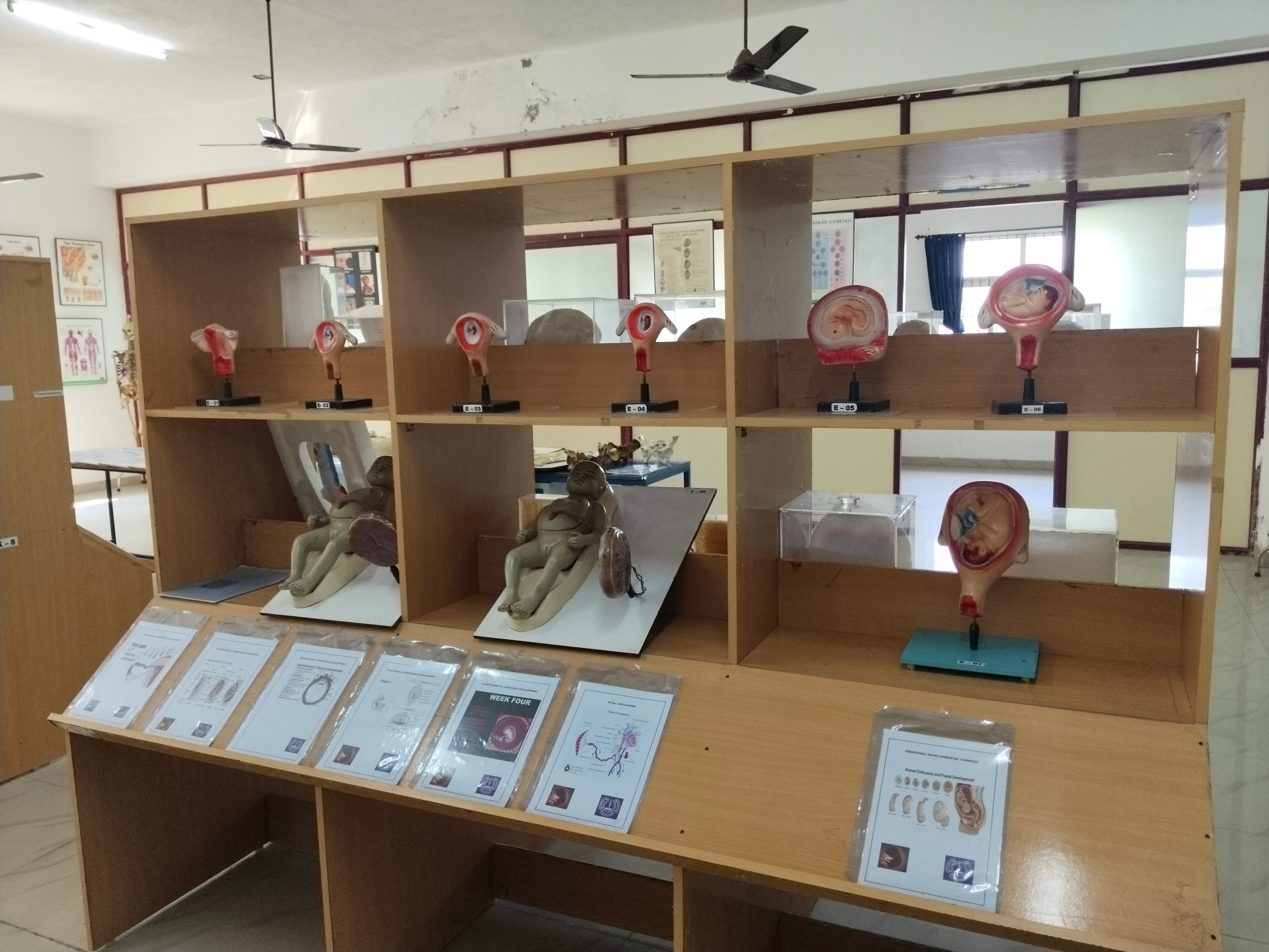 Anatomical Models
